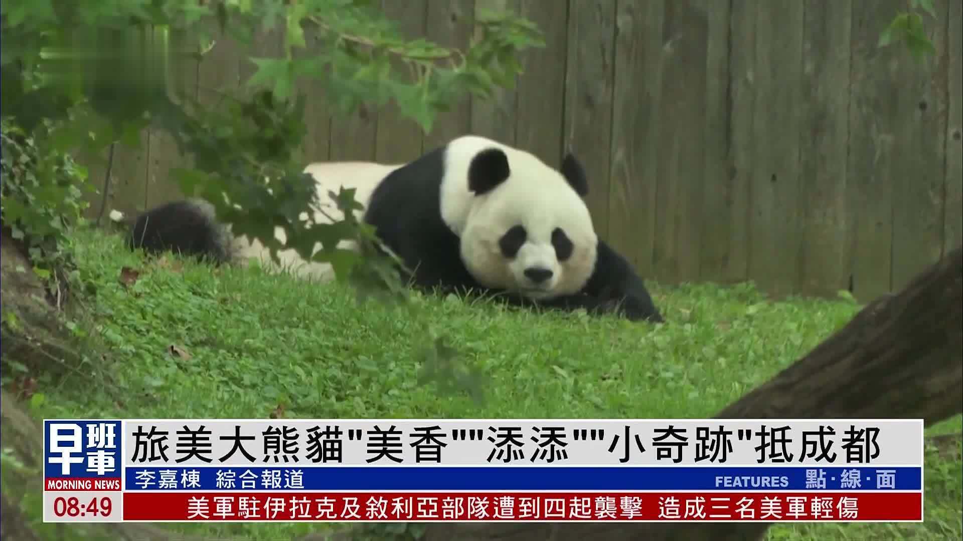 大熊猫“美香”一家三口，下月将乘专机回国_保护_中国_奇迹