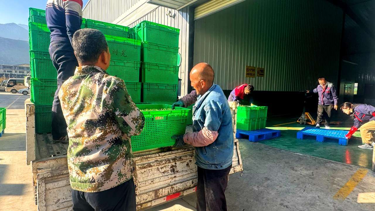 11月7日,武都区当地的油橄榄加工企业装卸油橄榄果现场。(摄影 卢璐)