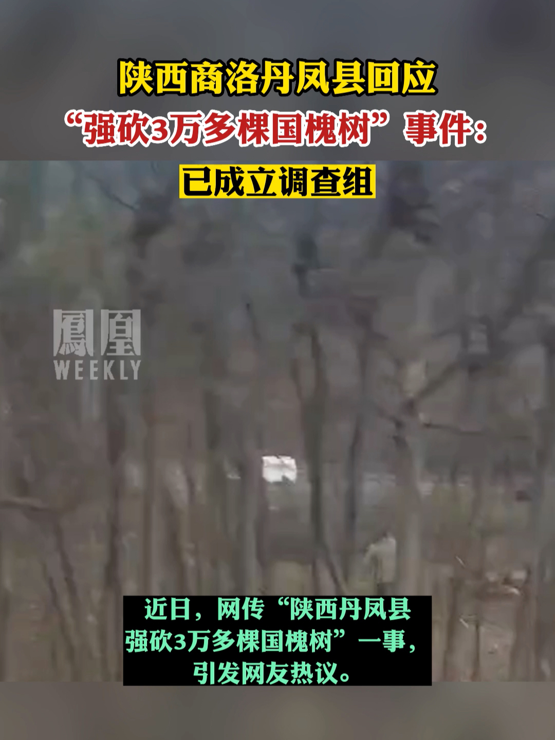 #陕西商洛丹凤县回应“强砍3万多棵国槐树”事件 ：已成立调查组。#热点知多少