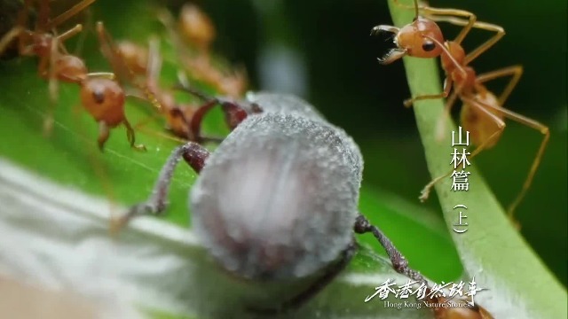 梦游蜈蚣之境，解析小蜈蚣群涌的梦境寓意