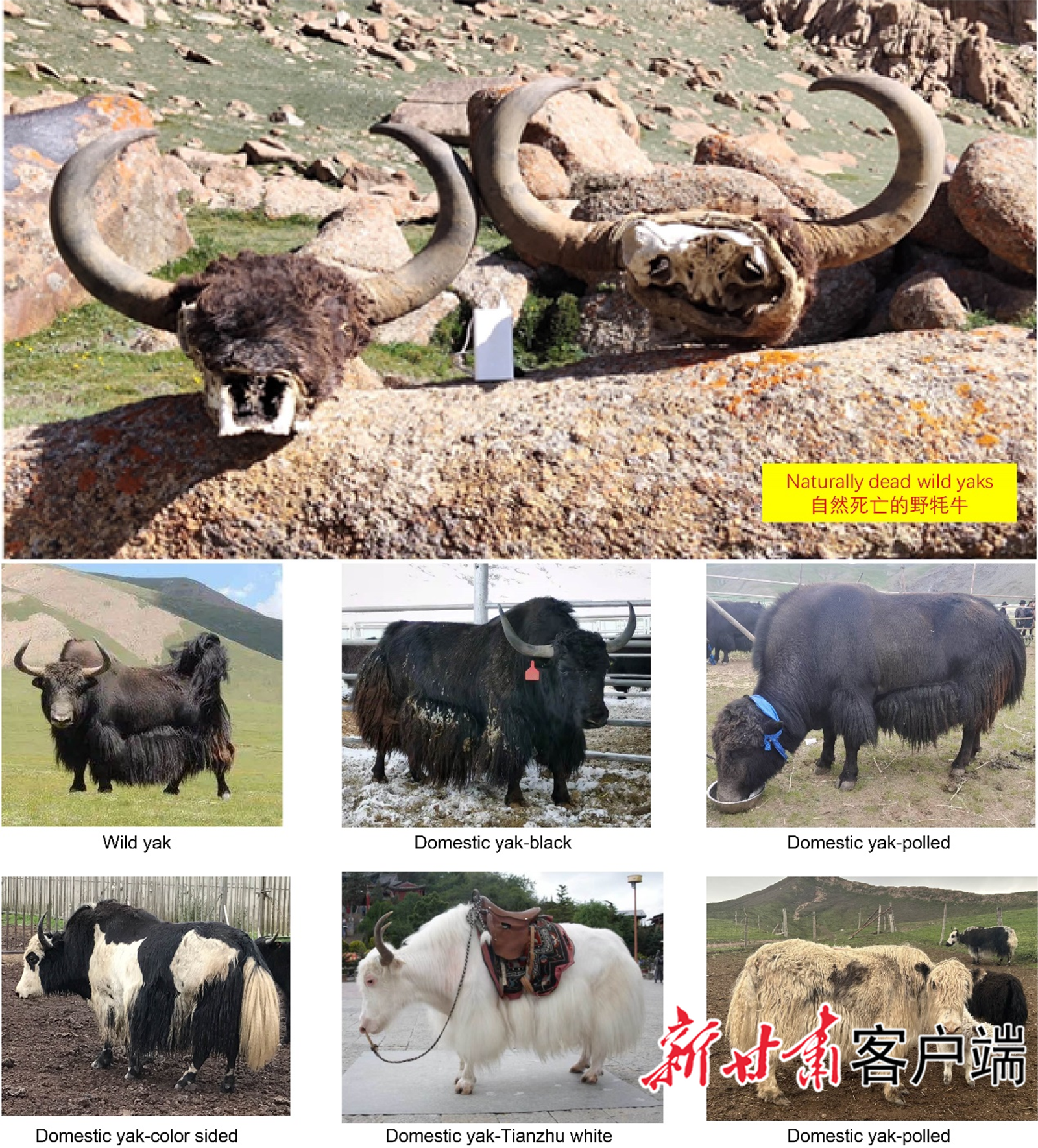 野外采集野牦牛样品和各种家养牦牛