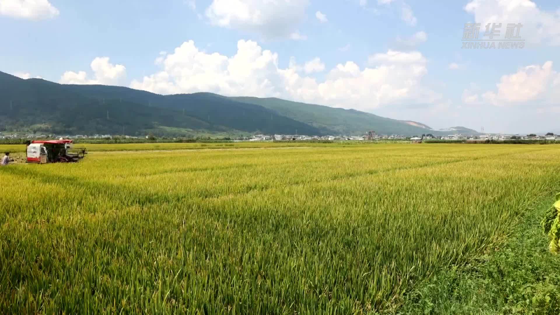 千城胜景｜云南施甸：田间秋韵