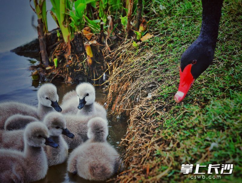 11月8日，天鹅妈妈和天鹅宝宝。