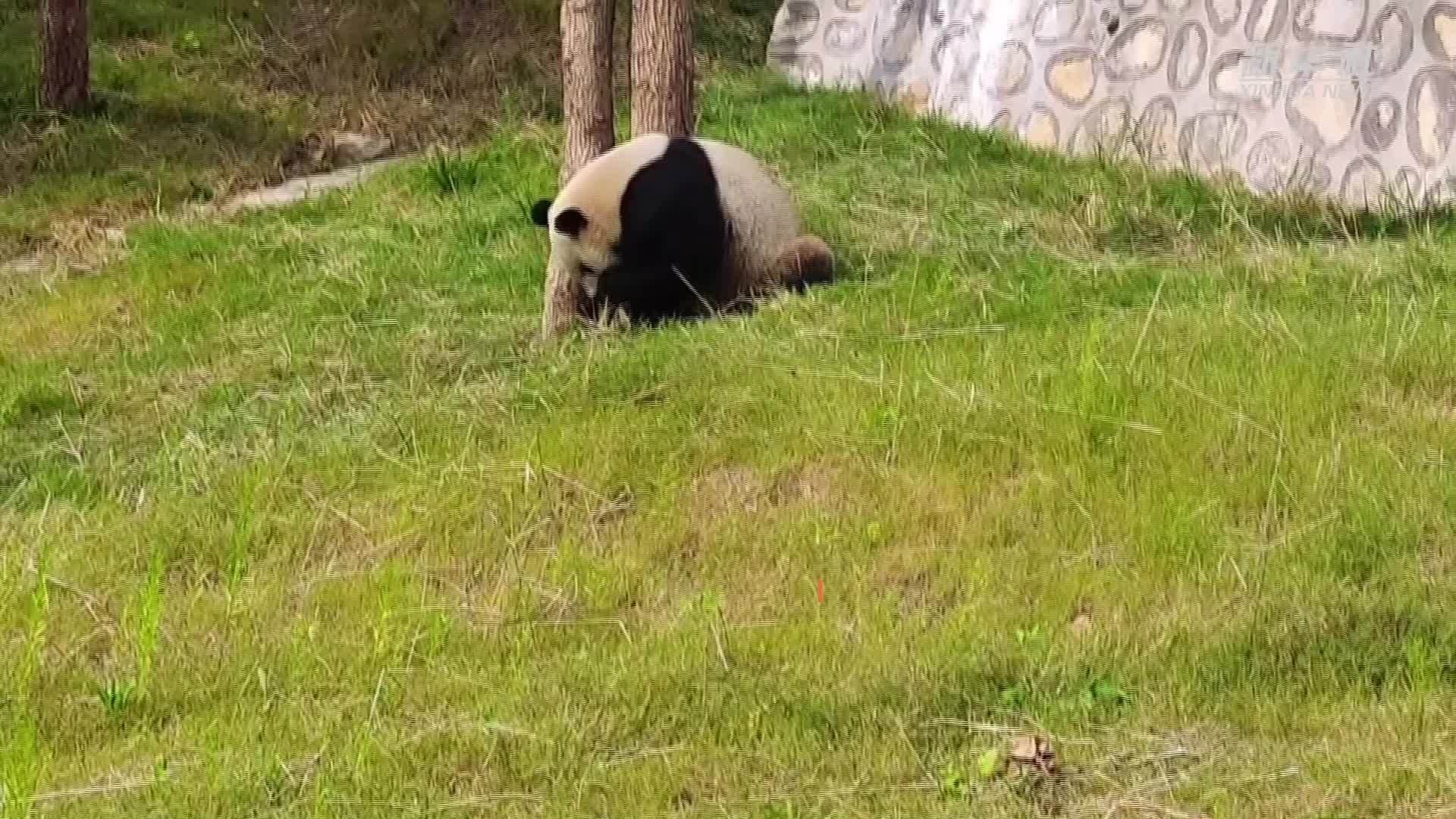 陕西佛坪:大熊猫下坡打滚好丝滑_凤凰网视频_凤凰网