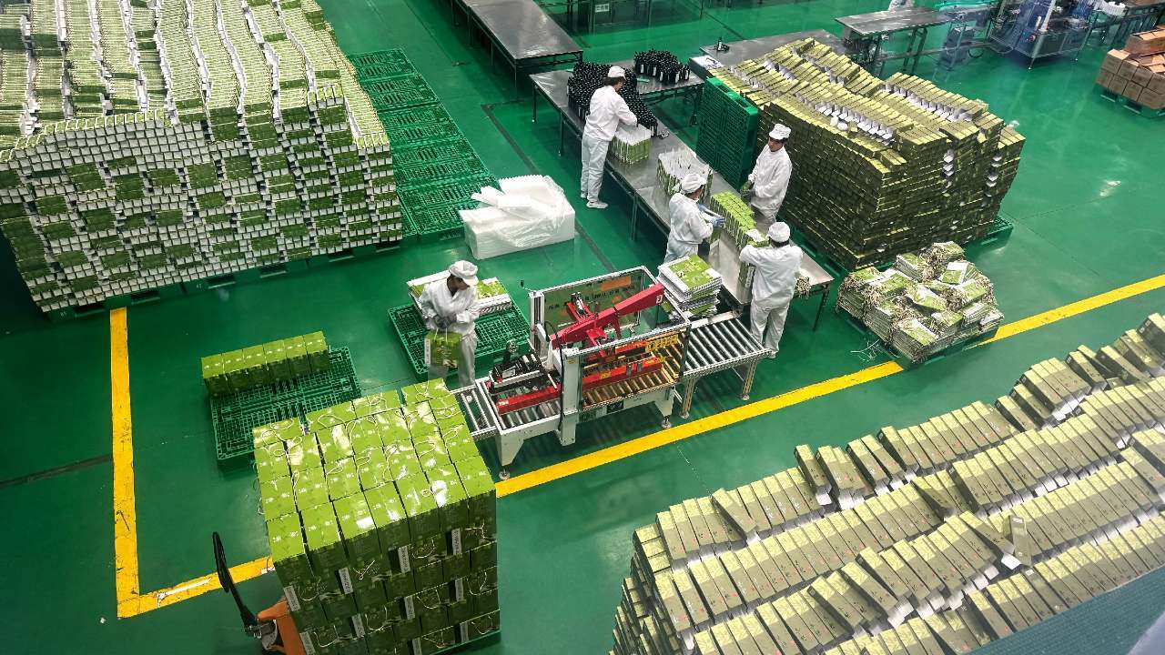11月7日,在武都区当地的油橄榄加工企业拍摄的包装车间。经过筛选、清洗、投料、破碎、压榨、沉淀等多道工序后,金黄色的橄榄油被分装打包,送往各地市场。(摄影 卢璐)