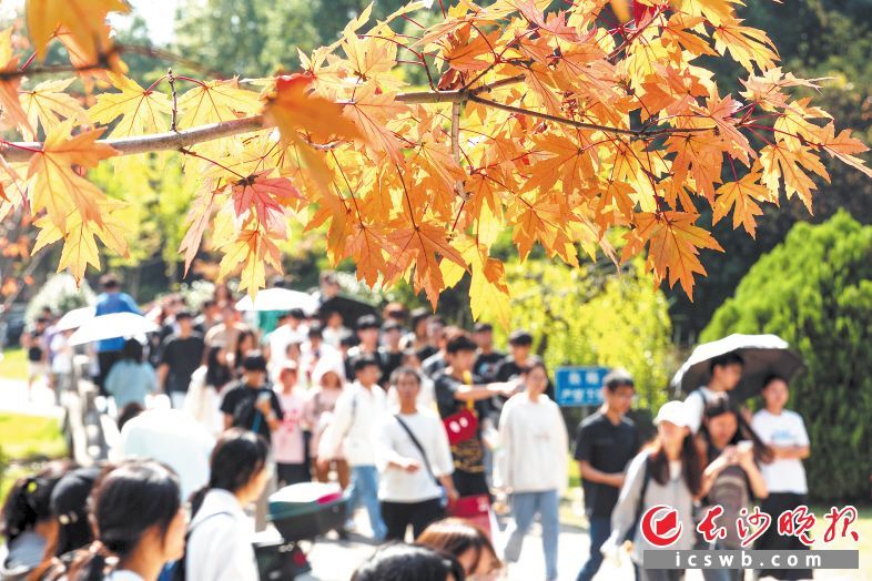　　湖南农业大学校园里红枫正艳。长沙晚报全媒体记者 董阳 摄