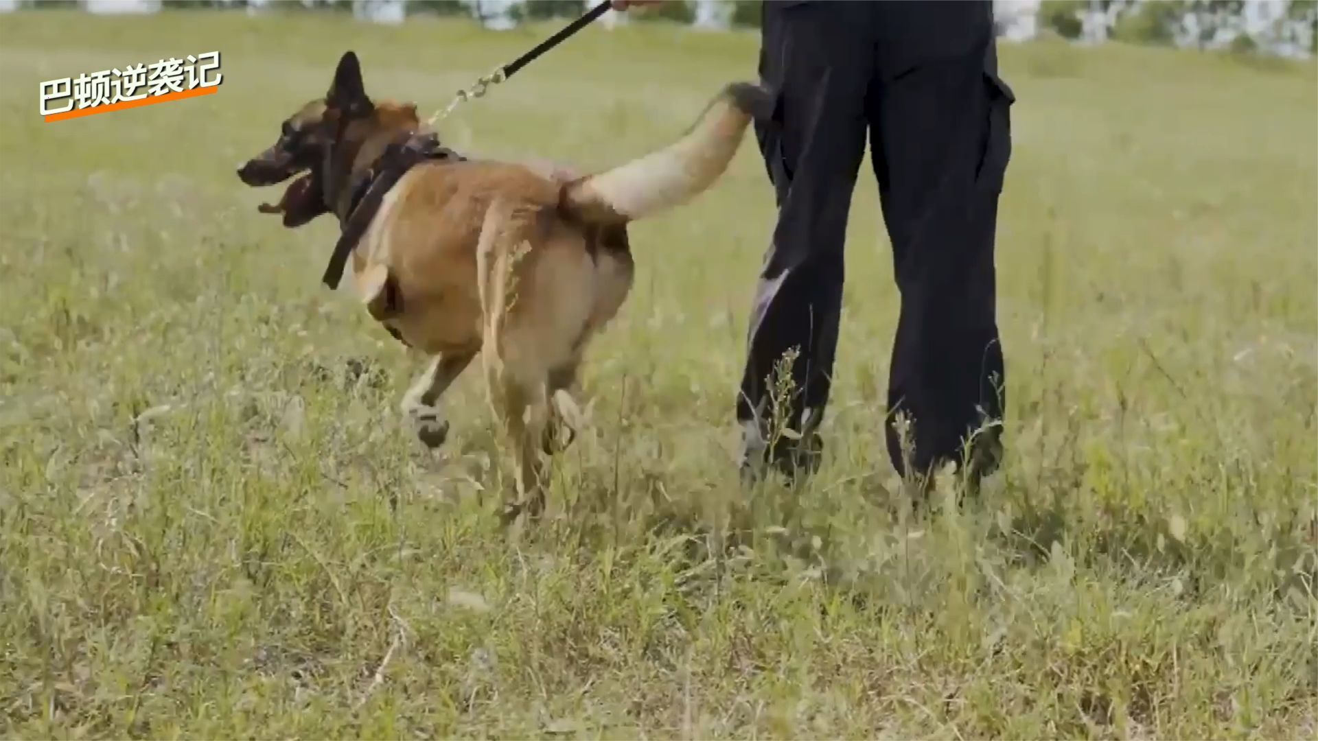 没有犯人能从这只三条腿警犬面前逃走！｜我们和它们