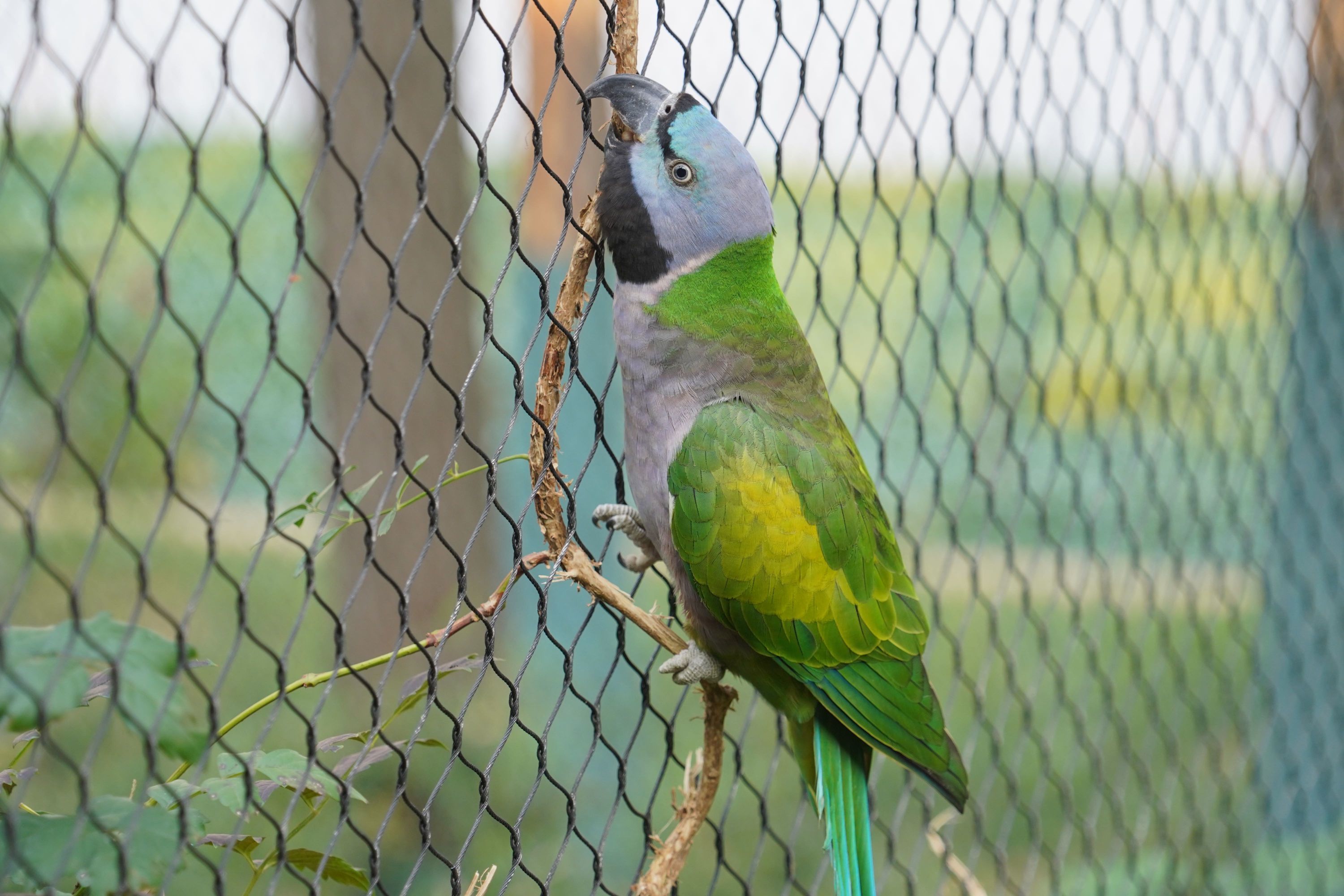 雌性大紫胸鹦鹉。 通讯员王圣凯 摄