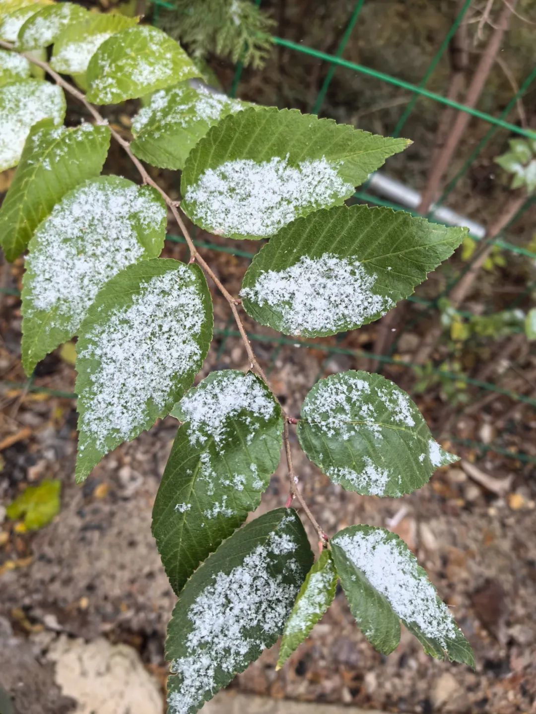 下雪图片大全真实照片图片