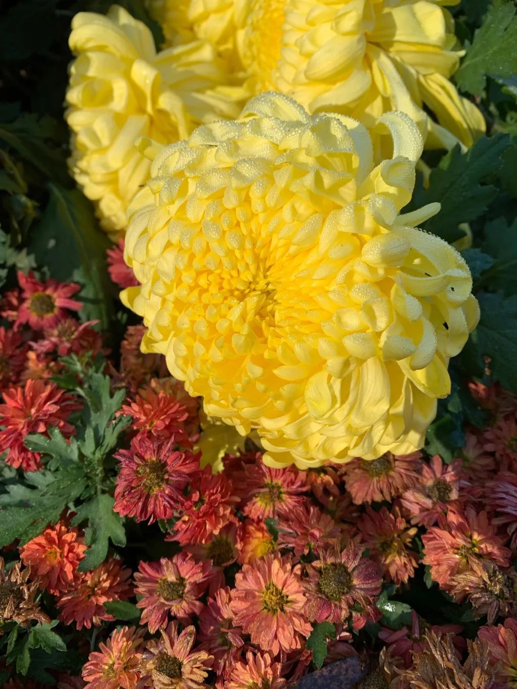 ͼƬ