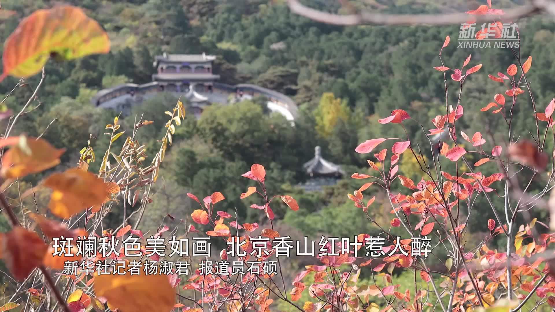 斑斓秋色美如画 北京香山红叶惹人醉
