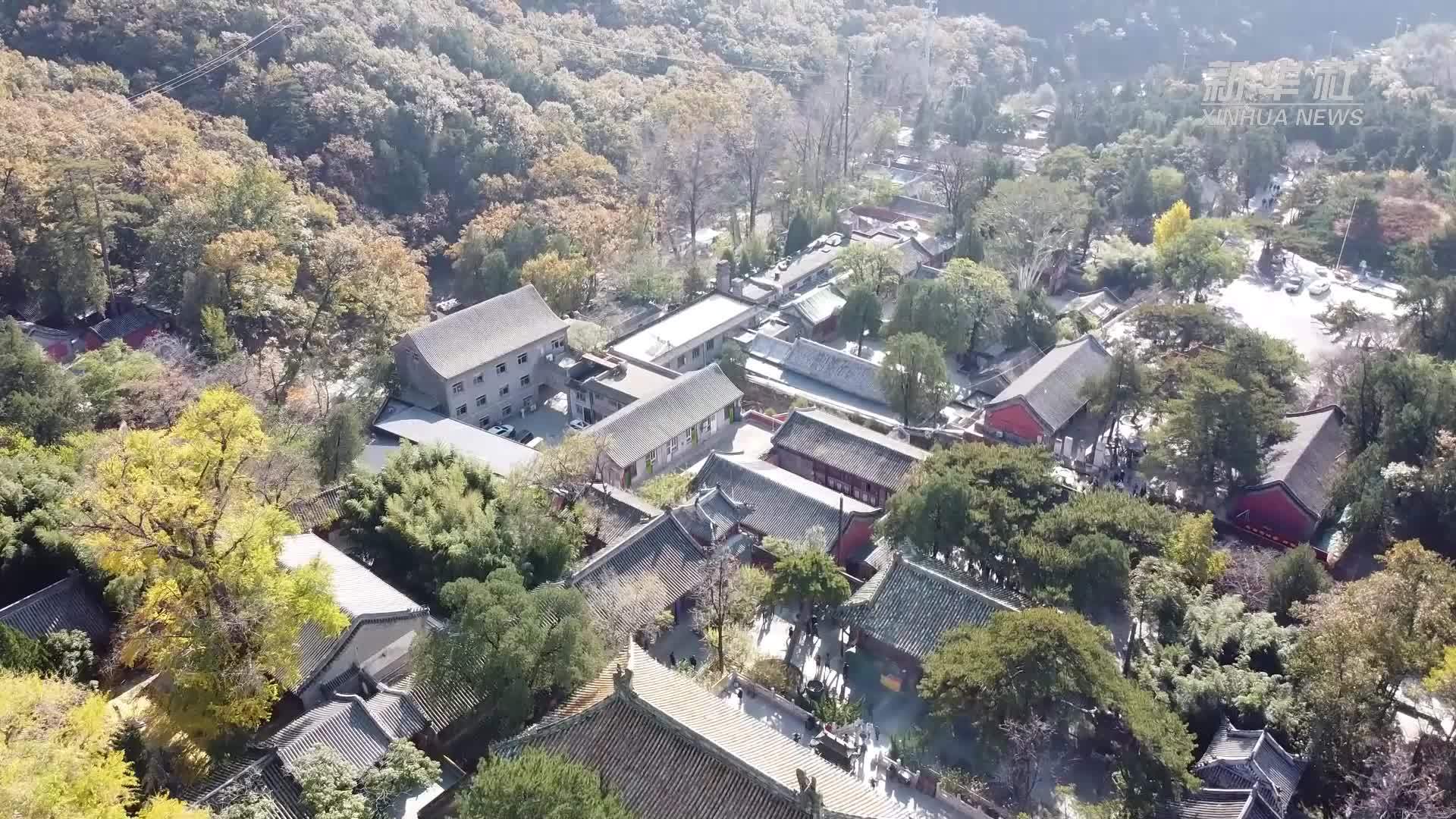 北京潭柘寺千年古银杏即将披上“金衣”