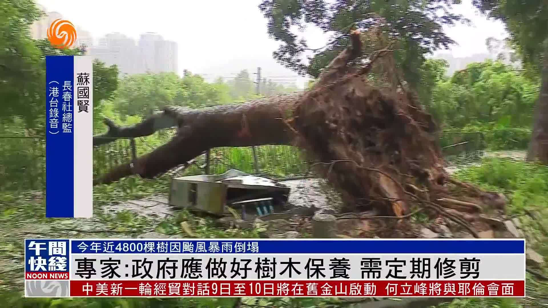 西望洋馬路四米高榕樹倒塌 市署跟進