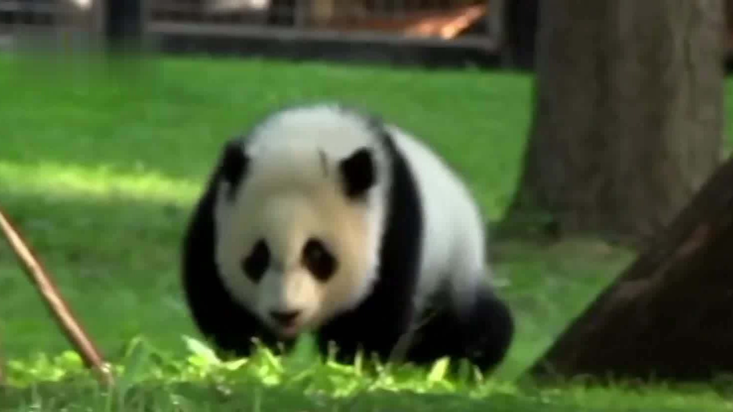 顺利回家！大熊猫“美香”一家正在适应新环境新生活 | 极目新闻