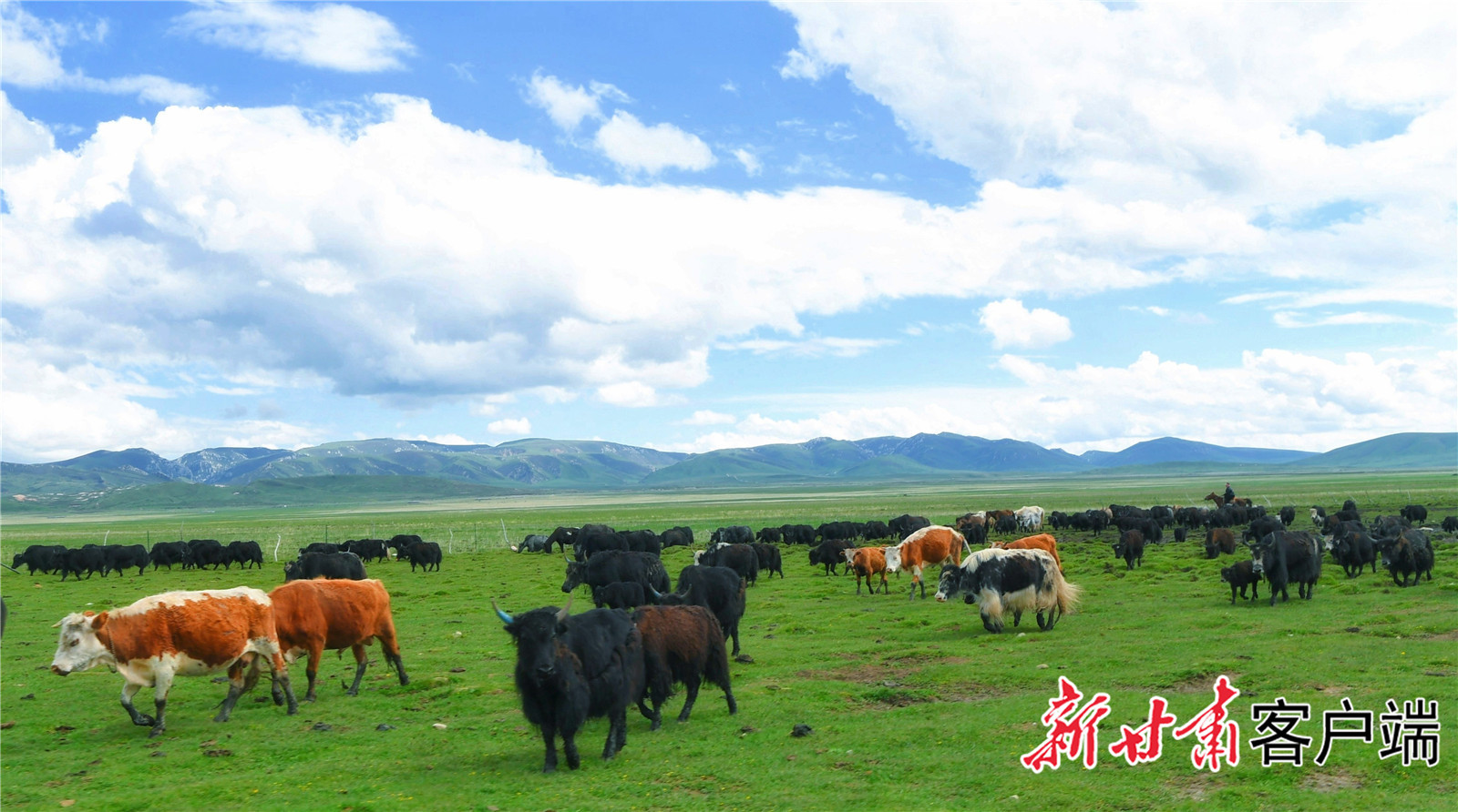 合作草原上的黑牦牛、黄牛、花牦牛等　新甘肃&middot;甘肃日报记者　张子恒　摄