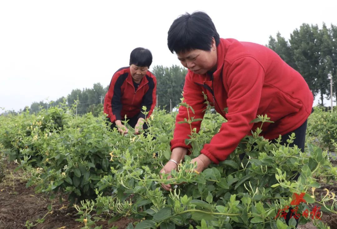 中医中草药现代化 7EA21CDD8FF9F4C530383A446AB3D70FC0A385D9_size129_w1080_h733.jpg