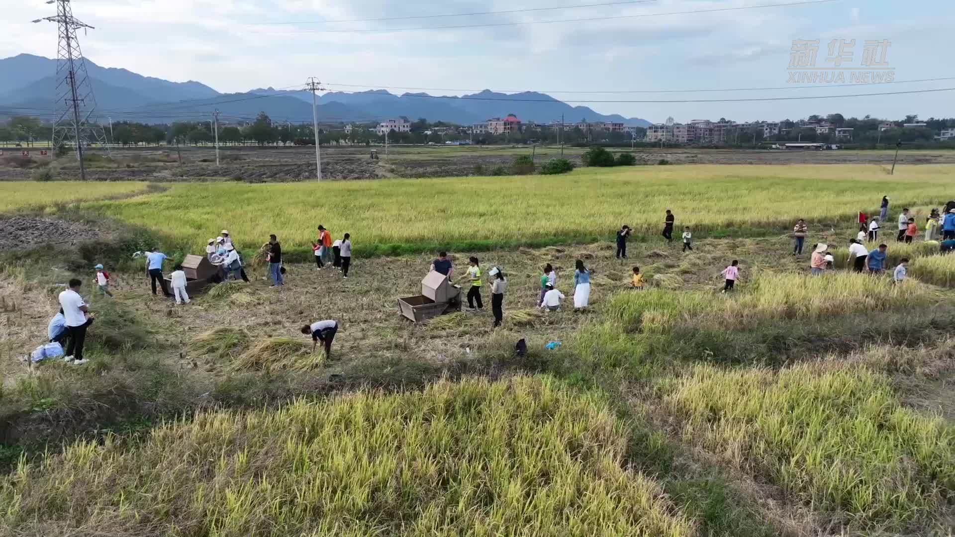 传统方式收稻谷 学生珍惜盘中餐