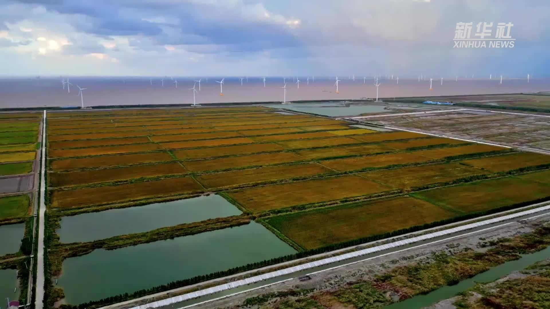 江苏如东:盐碱地变良田_凤凰网视频_凤凰网
