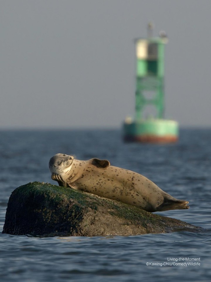 air guitar roo「空气吉他 roo」@danny sullivan4.