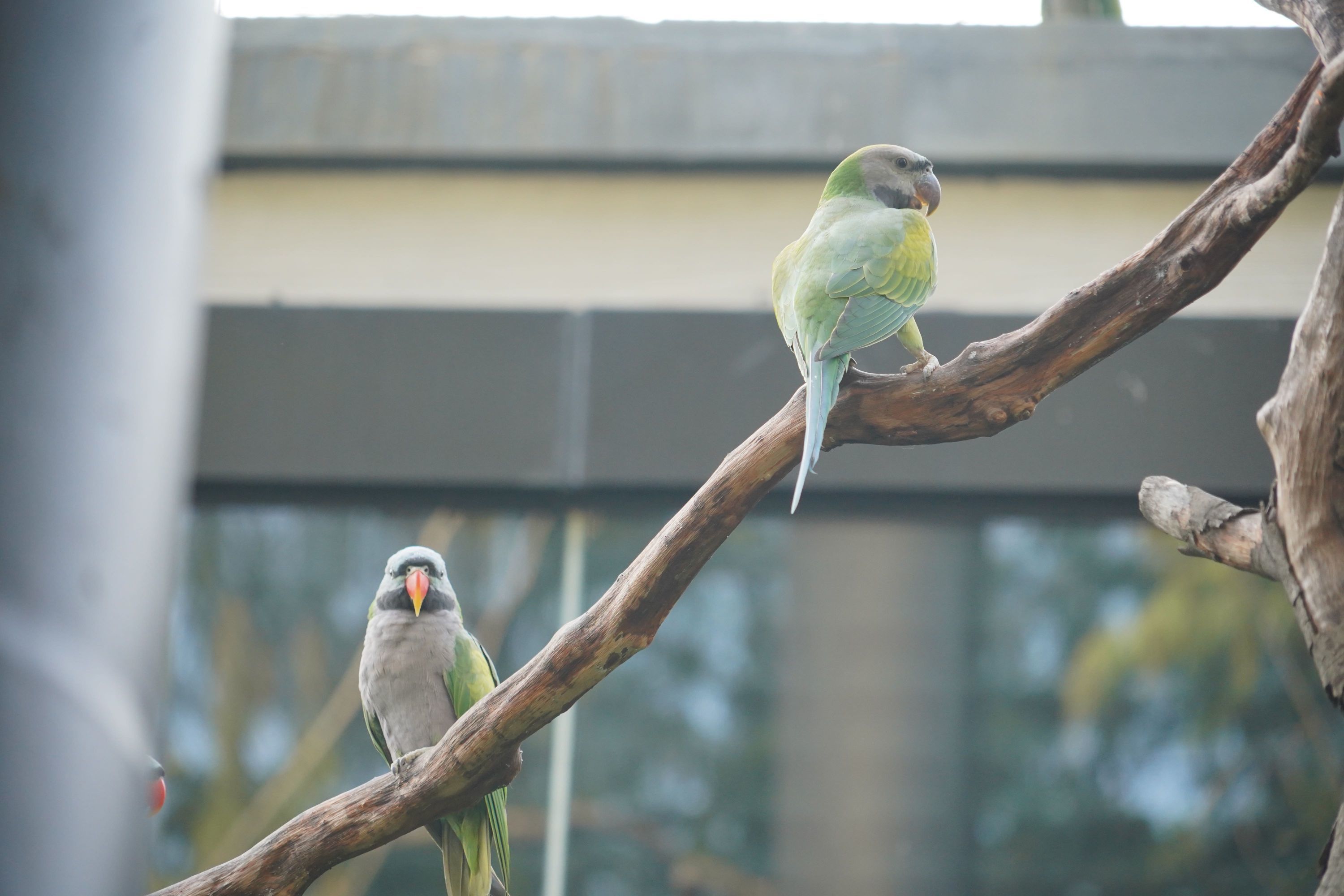 大紫胸鹦鹉。 通讯员王圣凯 摄
