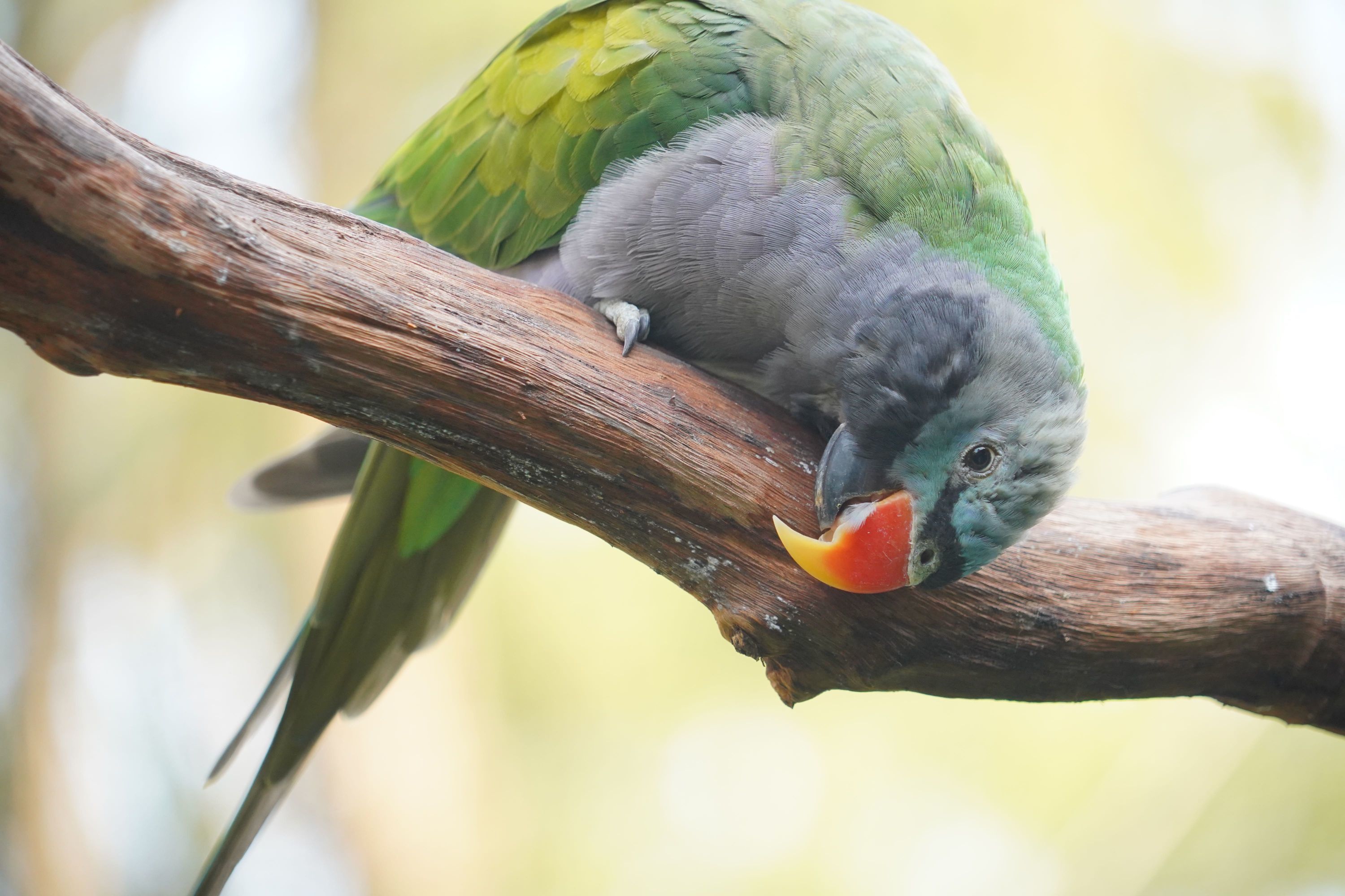 雄性大紫胸鹦鹉。 通讯员王圣凯 摄