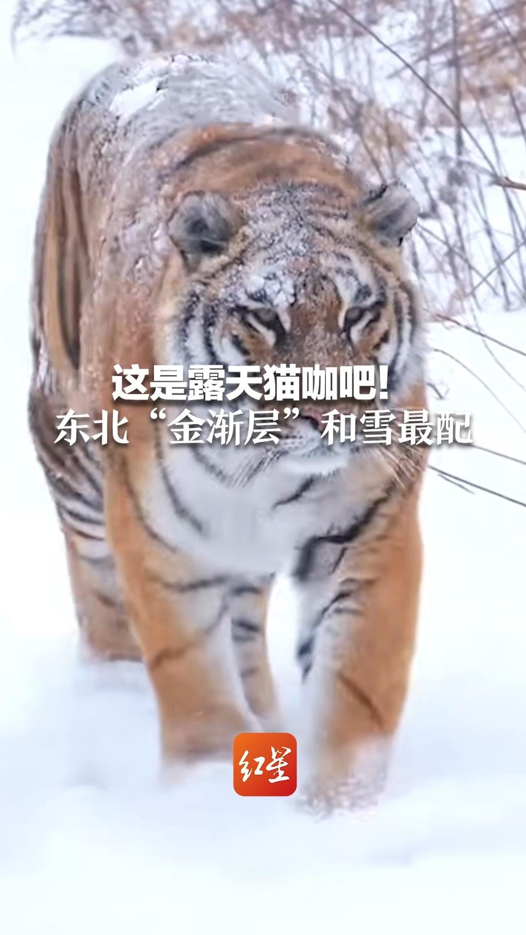 这是露天猫咖吧！东北“金渐层”和雪最配