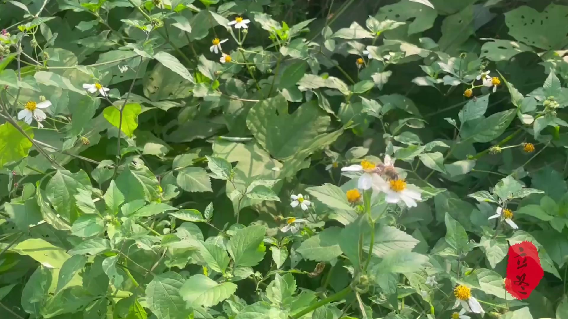 二十四节气·小份菜推荐丨立冬：糯米花椒牛肉 酥脆芳香暖脾胃