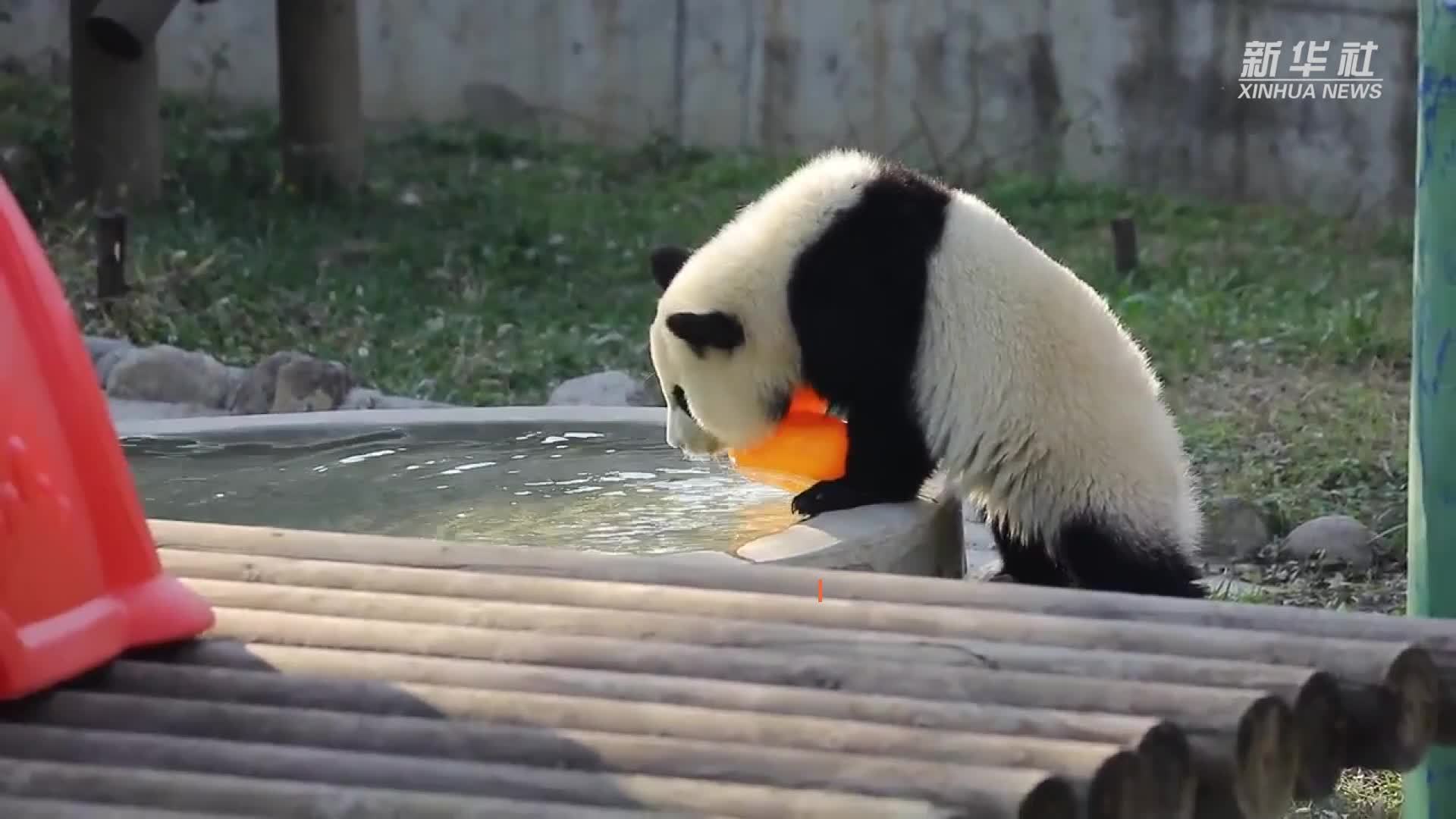 特别的缘分！大熊猫迷上了“小黄鸭”