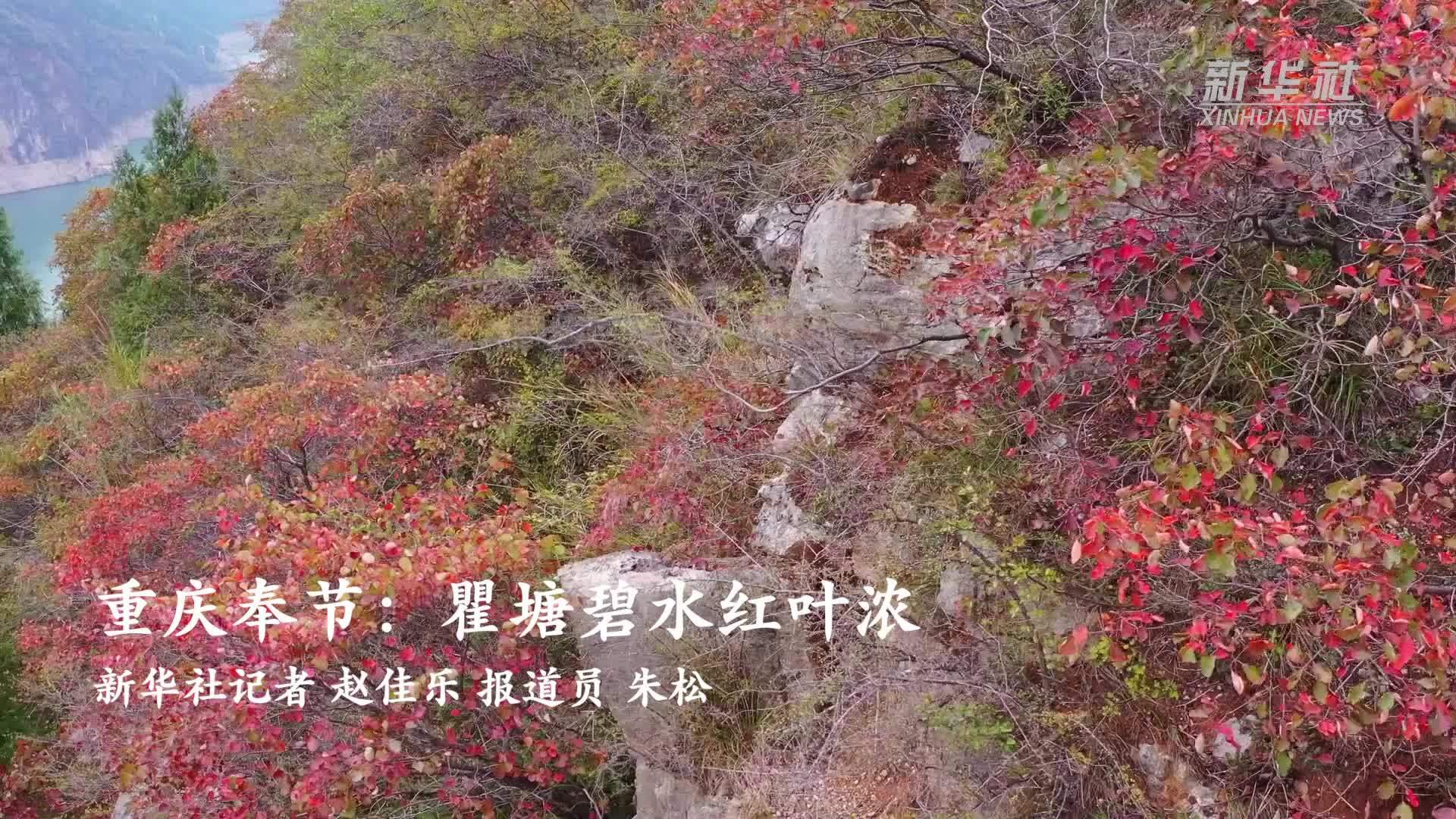 重庆奉节：瞿塘碧水红叶浓