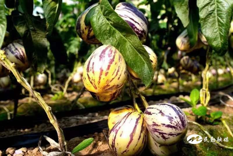 人参果长势良好　杨燕　摄