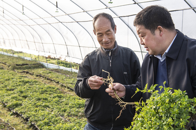 平利县长安镇的神草园茶业公司殷刚（右）在大棚里检查绞股蓝育苗情况。