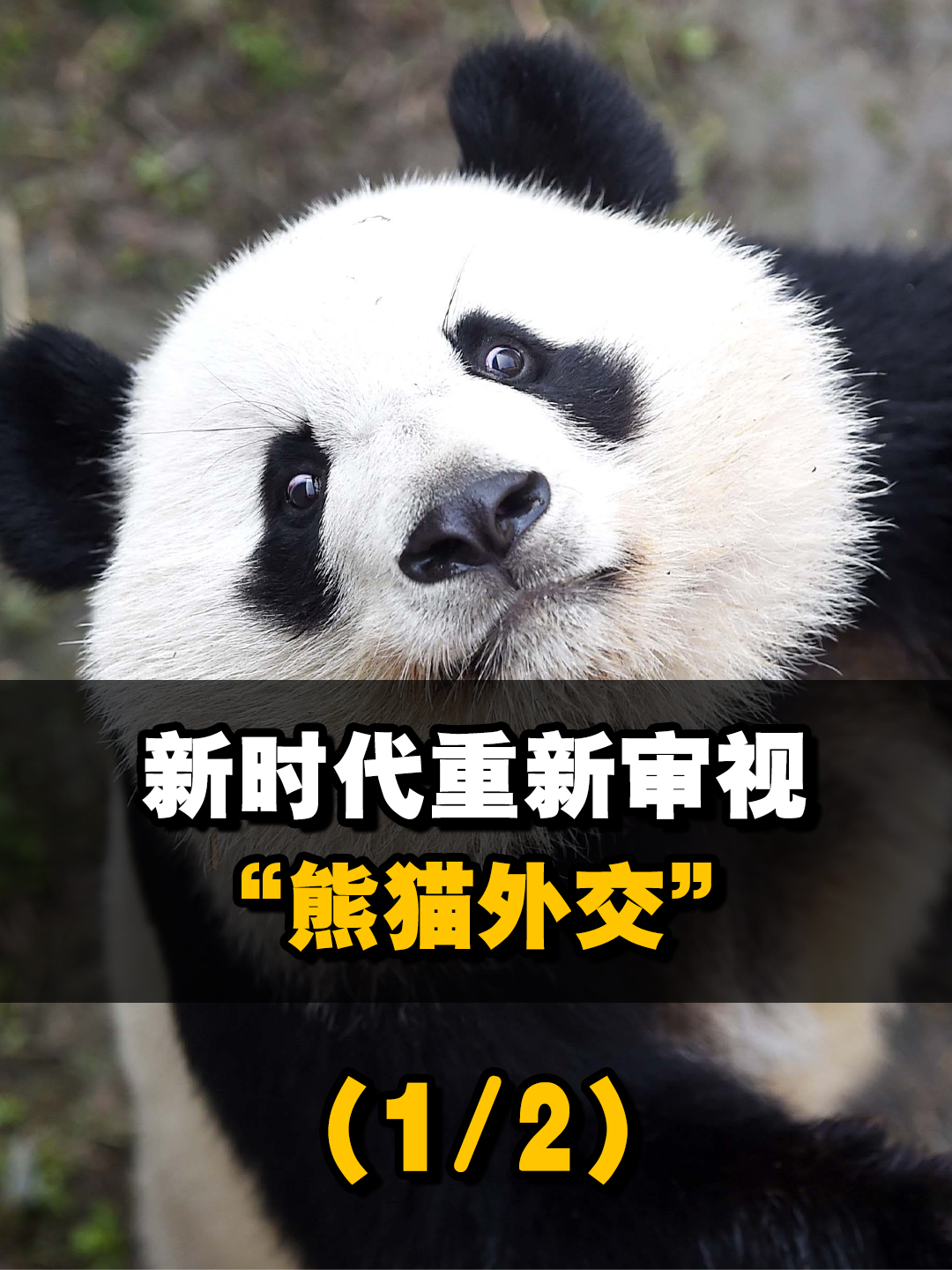 新时代重新审视熊猫外交国宝就要紧紧攥在自己手里12来聊热点中国美国