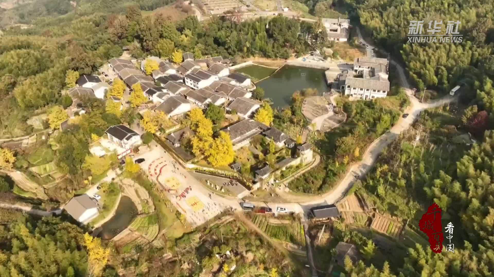 千城百县看中国｜福建顺昌：银杏黄 晒秋忙