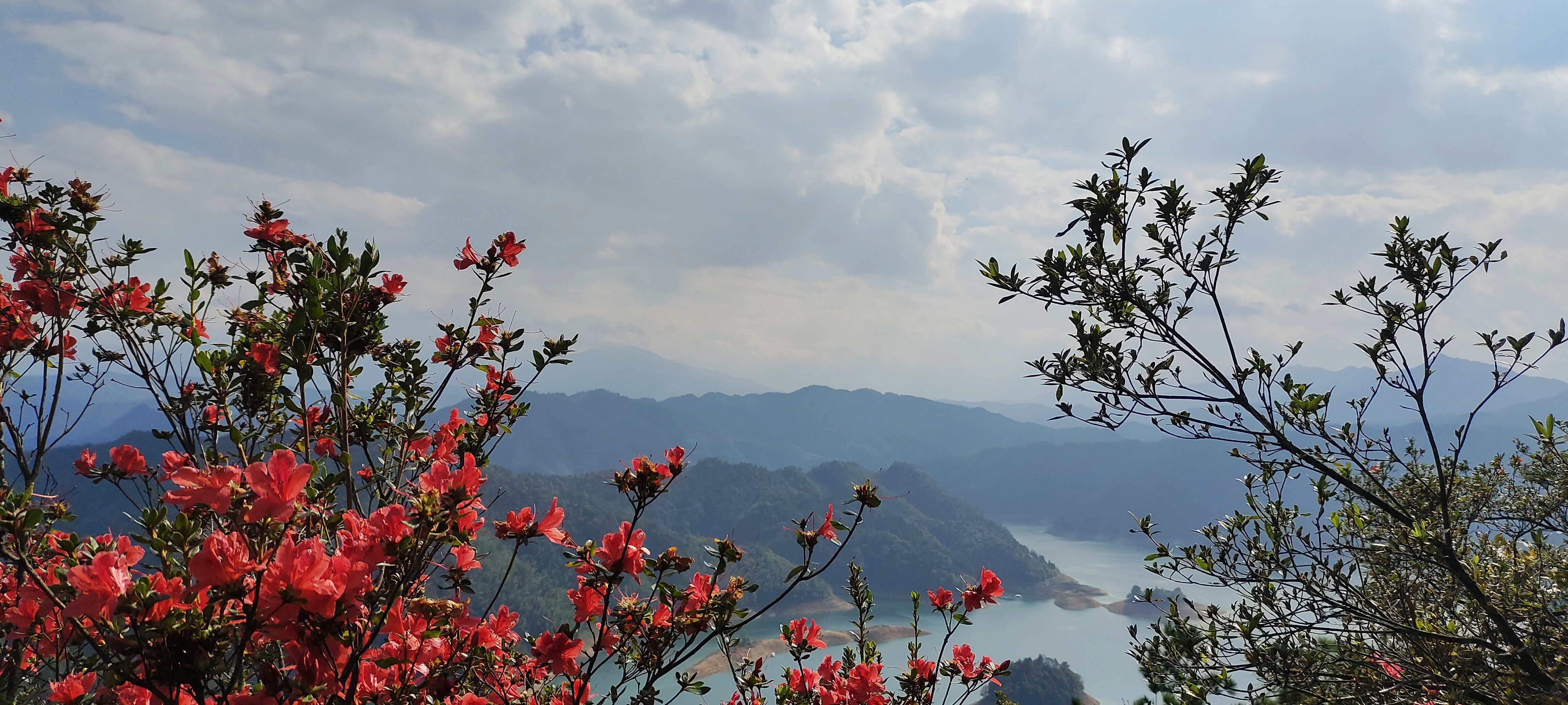 湖南莽山杜鹃花季节图片