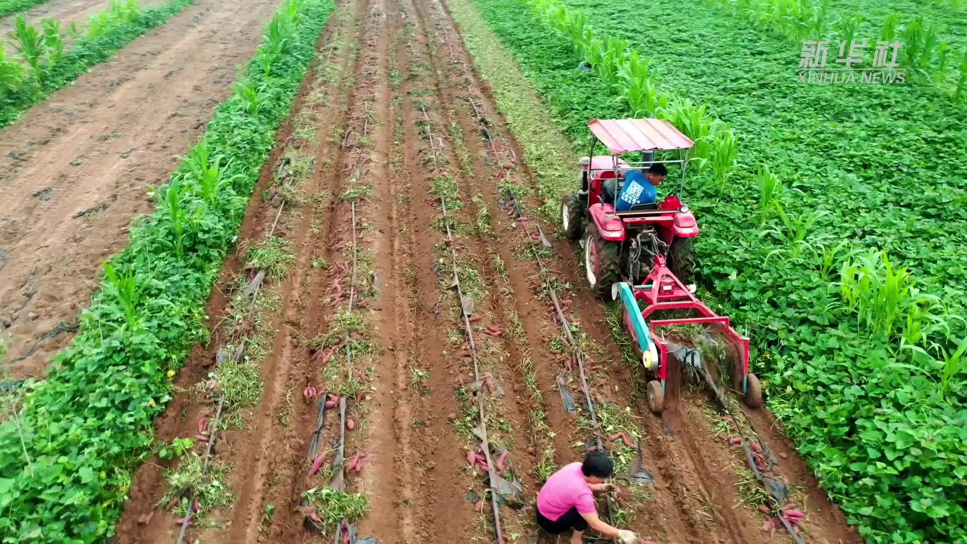 千城百县看中国｜河北临漳：特色种植遍地开花