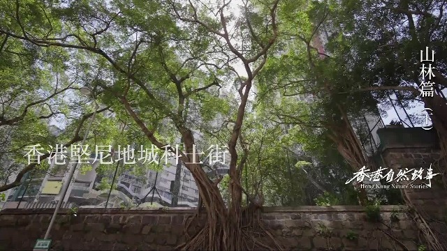 城中有林，墙中有树：生长在墙上的石墙树，形成香港特有的城市森林景观