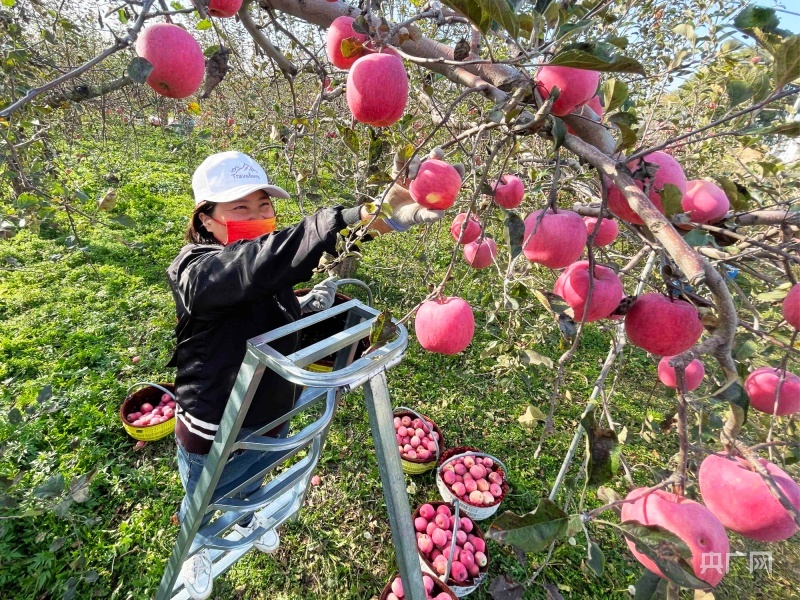 工人在西峰区陇清有机苹果标准化示范基地采摘苹果（央广网发　赵紫云　摄）
