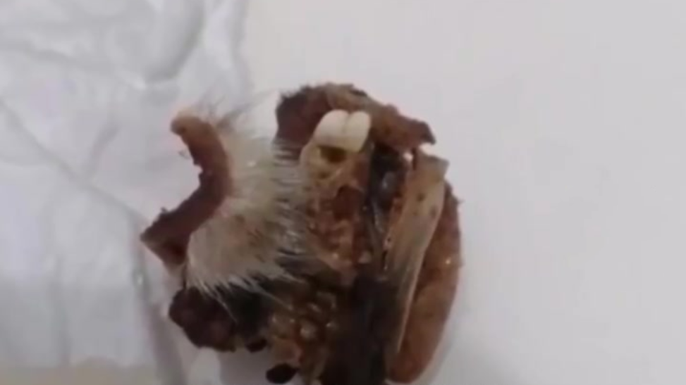 小学食堂吃出疑似鼠头异物 教育局回应