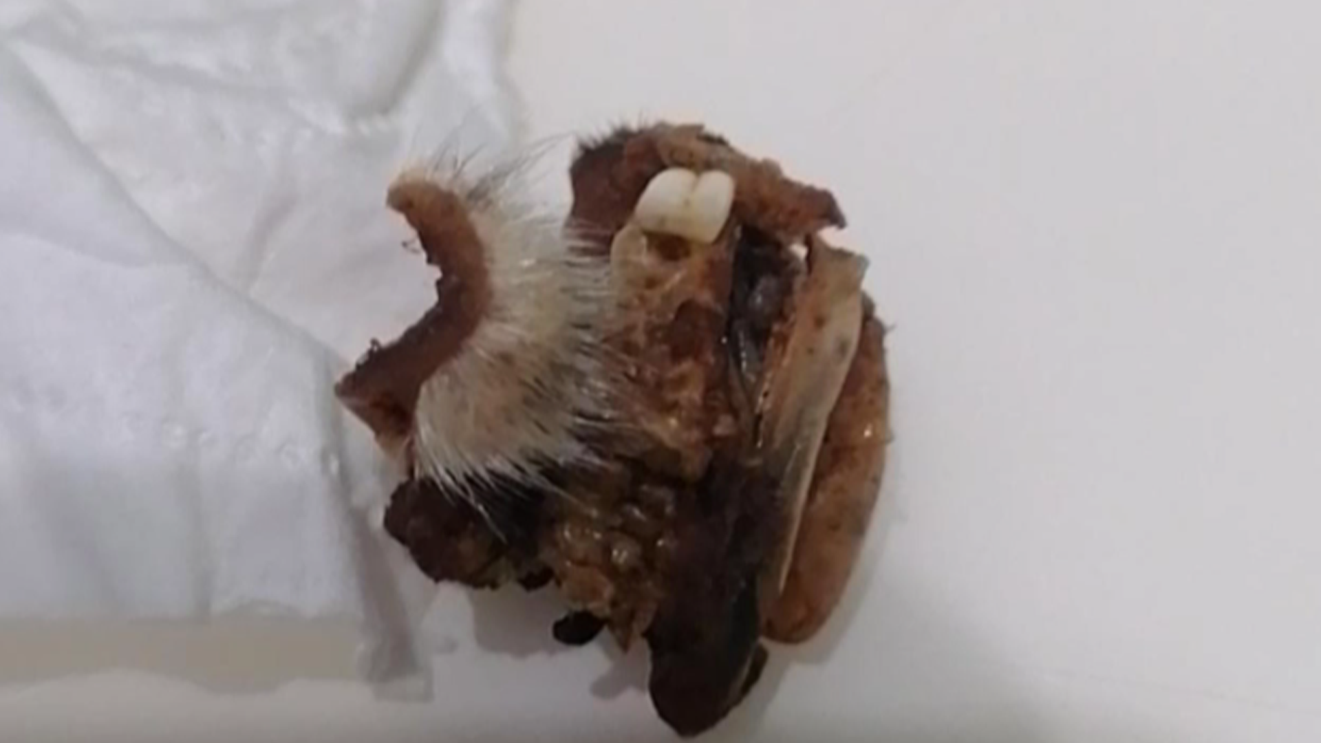 怀化一小学食堂吃出鼠头教育局市监局介入