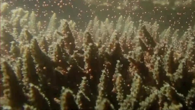 一场壮观的珊瑚繁殖盛宴，正在香港海域悄然上演