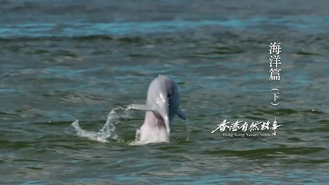 中华白海豚，只要保护好它，就可以保护整个海洋的生态？