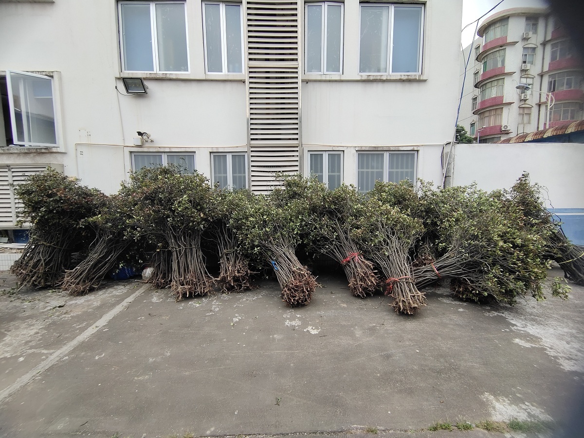 盗挖保护野生植物线上售卖 珠海公安侦破多宗盗伐林木案
