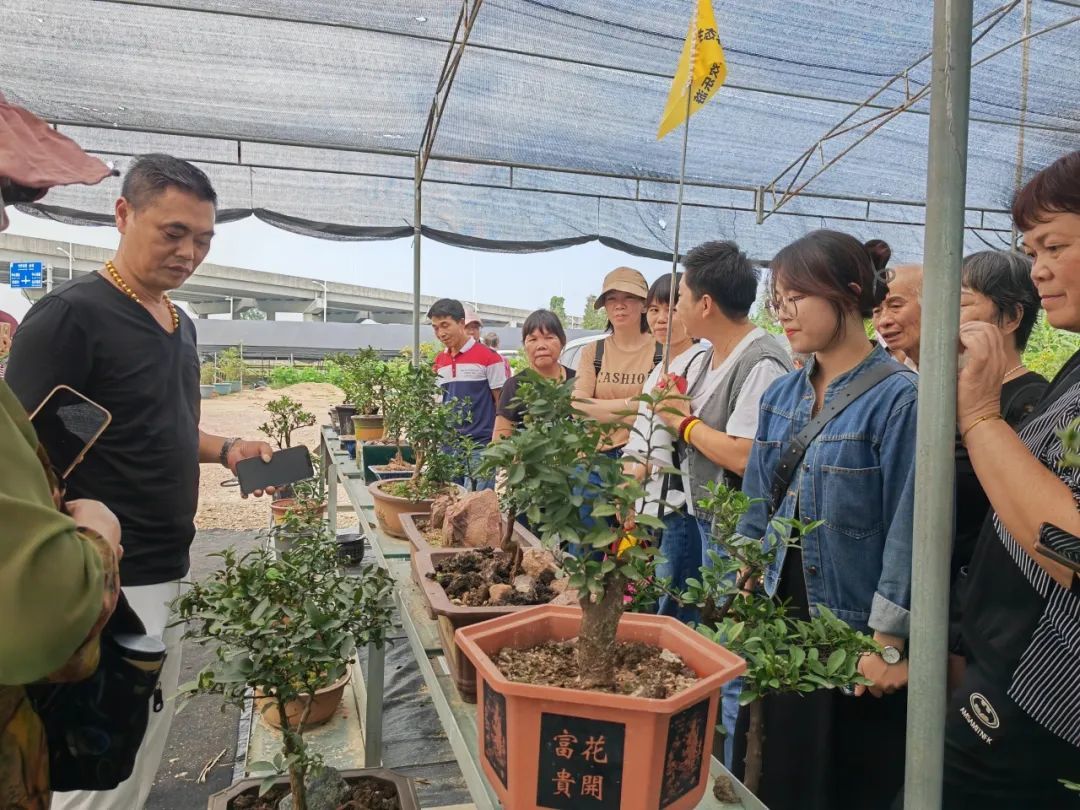 奋战“百千万工程”| 古井镇龙桔成熟喜丰收 游客采摘乐悠悠