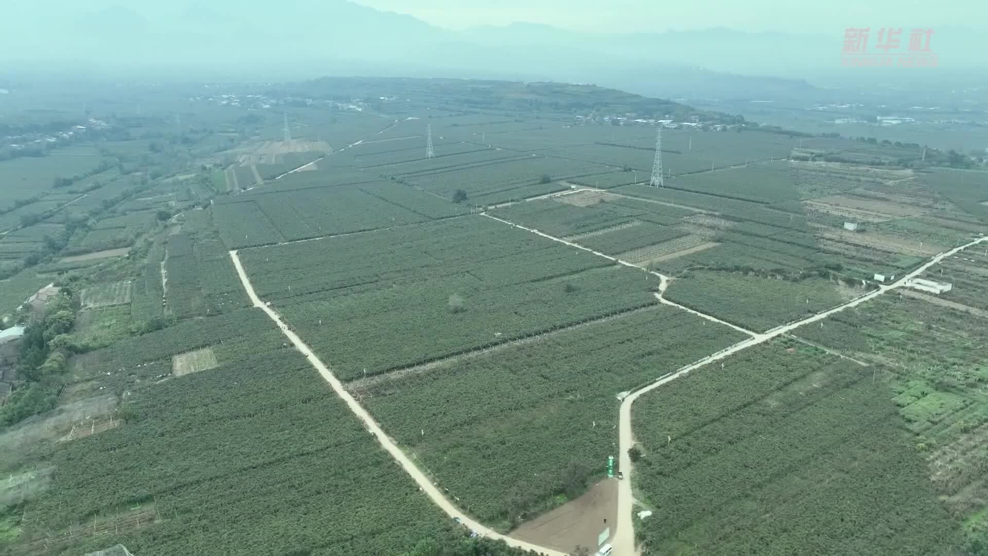 陕西眉县：探索猕猴桃即食技术 引领产业新方向