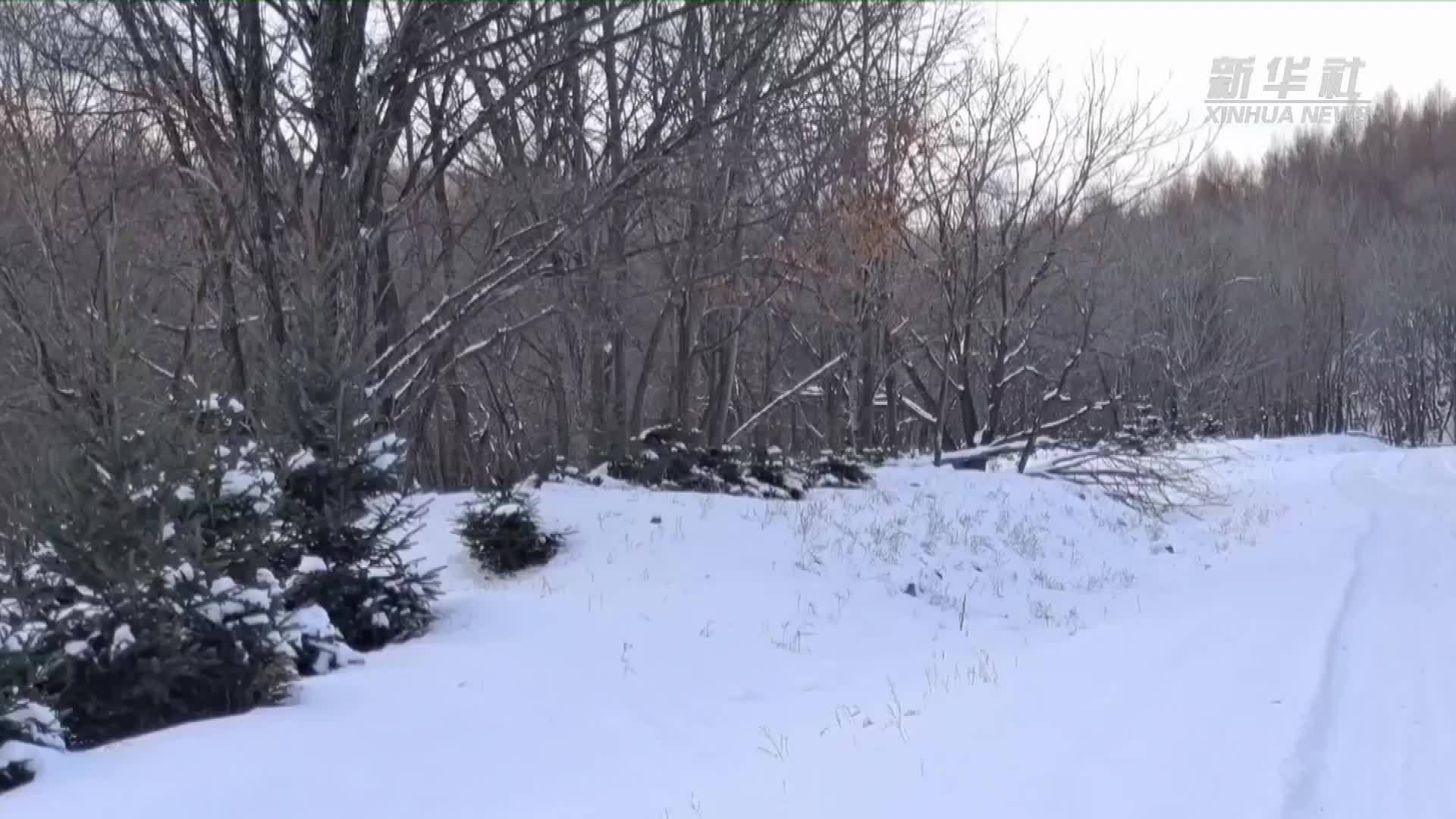 罕见！黑龙江东宁成群野猪雪地奔跑