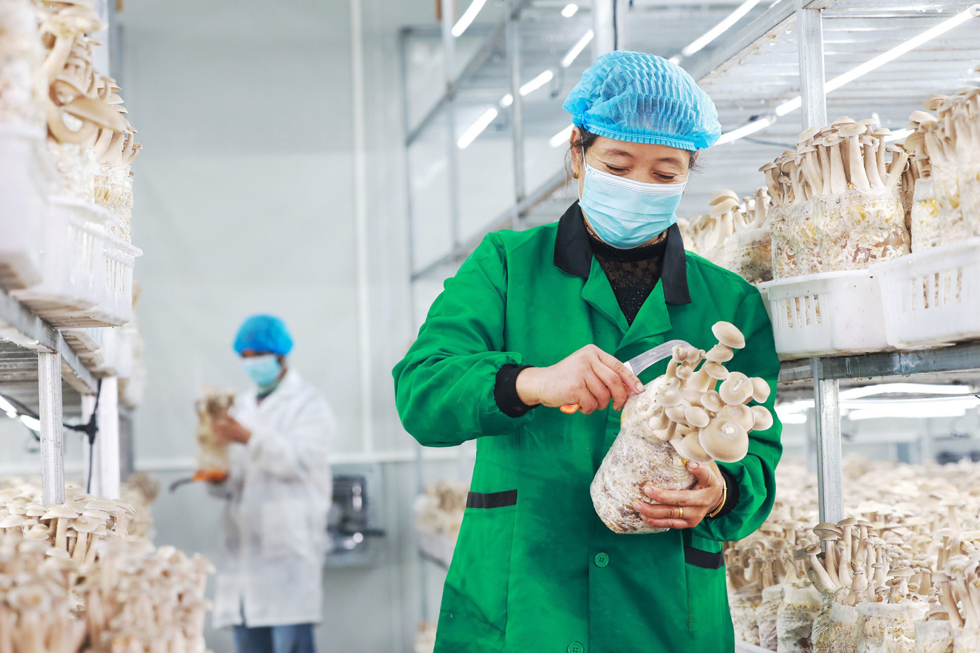 丰城：菌菇生产插上“智慧”翅膀（图）