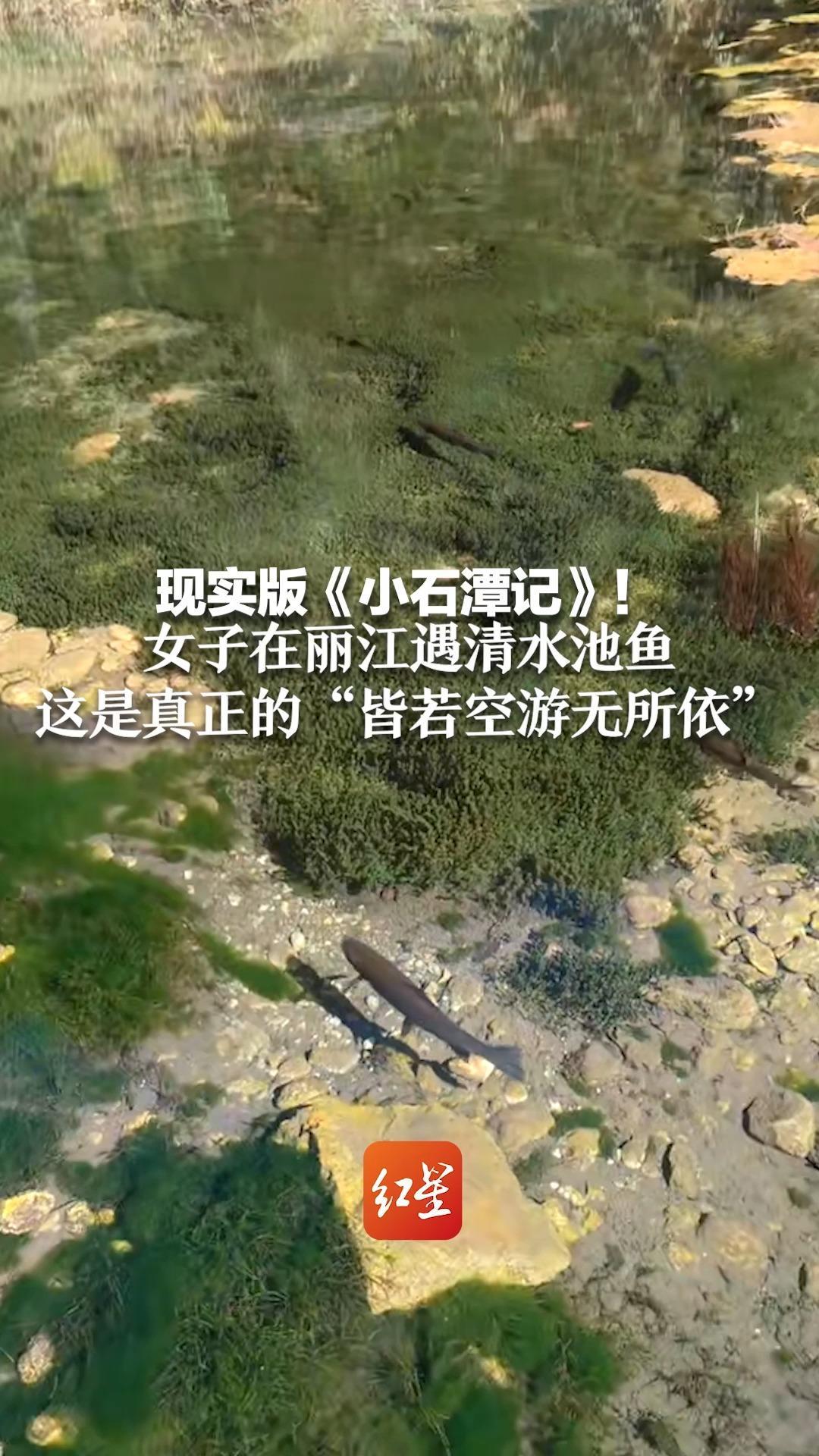 现实版《小石潭记》！女子在丽江遇清水池鱼 这是真正的“皆若空游无所依”