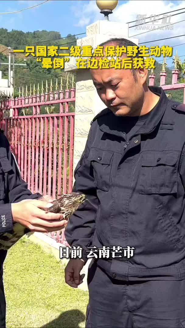 一只国家二级重点保护野生动物“晕倒”在边检站后获救