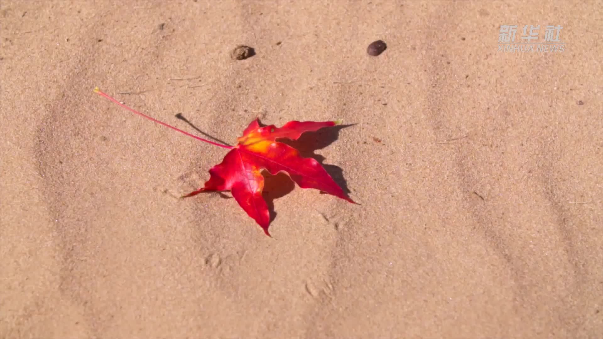 千城胜景｜五彩松树山 阅尽沙地好风光