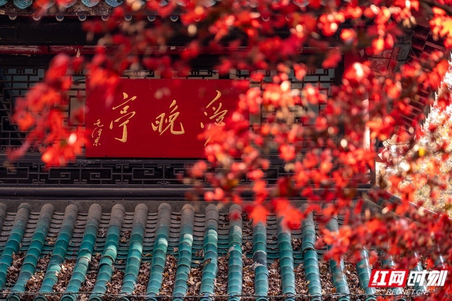 赏枫地图发布!第十七届岳麓山红枫节来了,去看万山红遍凤凰网湖南_凤凰网